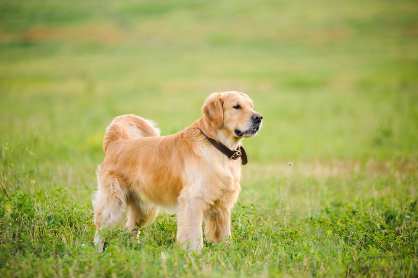 Ein gesunder und glücklicher Golden Retriever