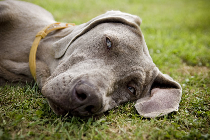 Ein sehr müder Weimaraner ruht sich auf dem Gras aus