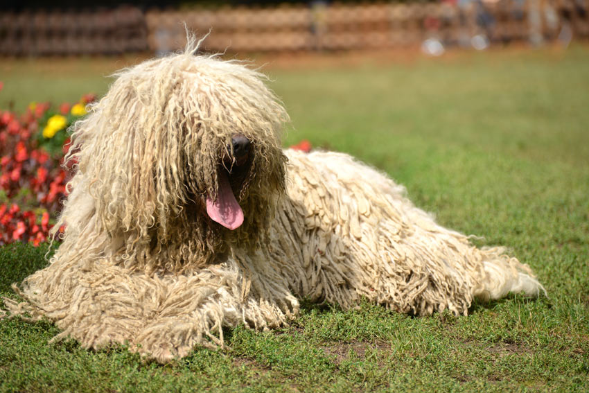 Ein weißer gelockter Komondor ruht sich draußen aus