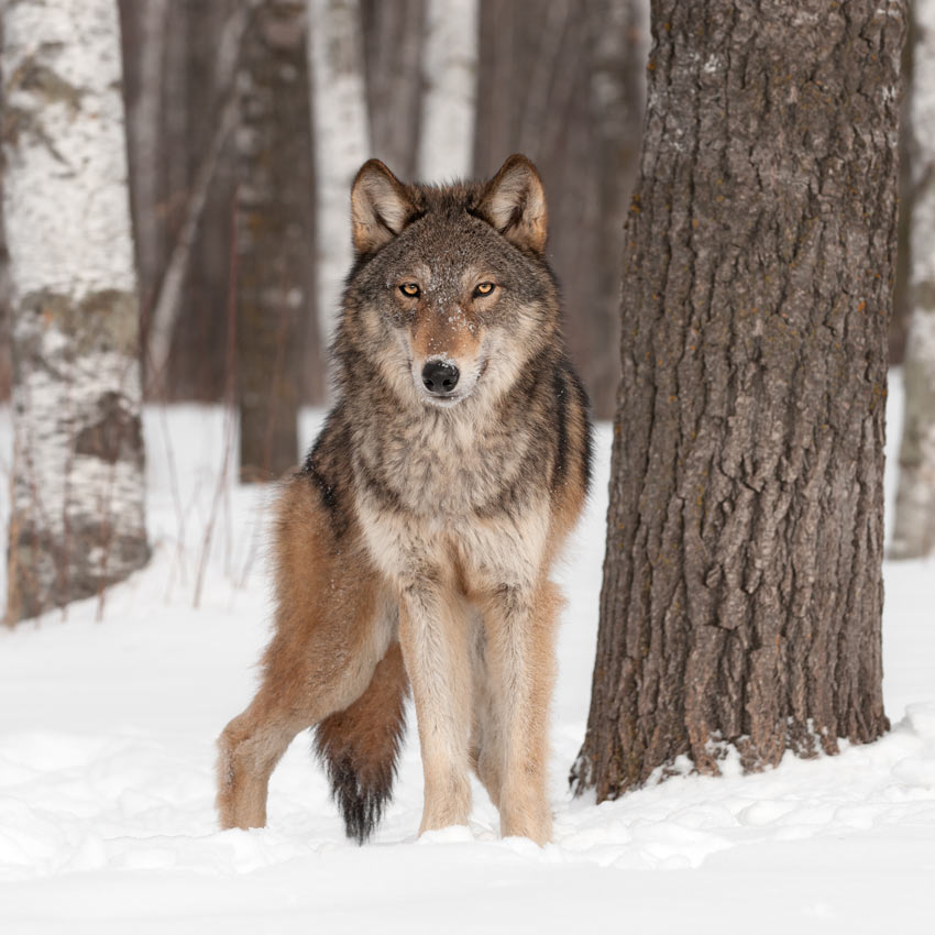 Ein wilder Wolf