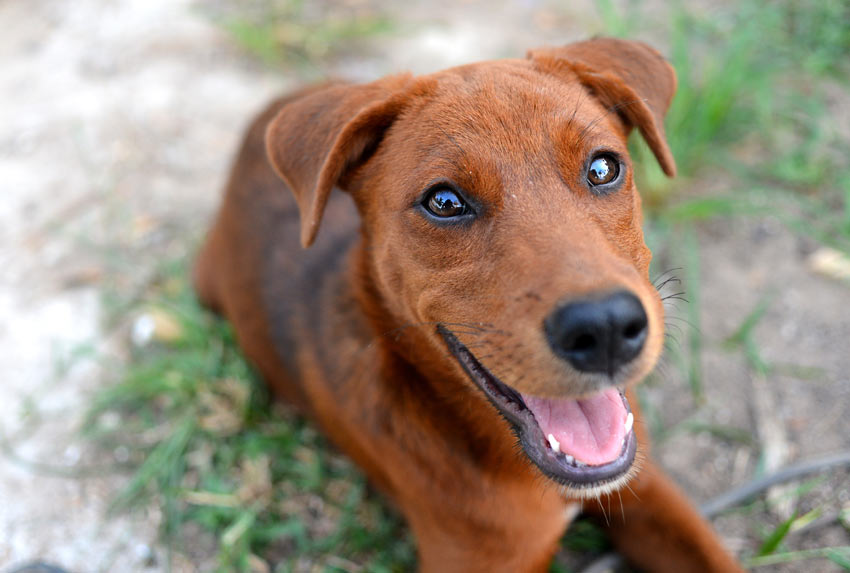 Ein Terrier mit drahtigem und unglaublich rotem Fell