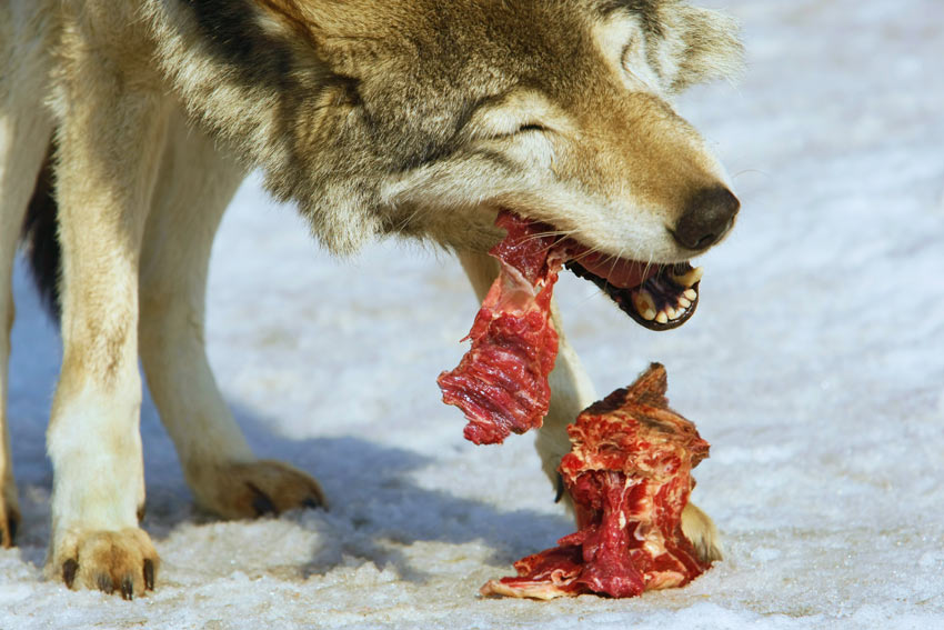 Ein Wolf kaut auf einem Stück rohen Fleisch 