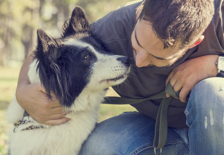 Ein wundervoller und intelligenter Collie genießt die Gemeinschaft mit seinem Besitzer