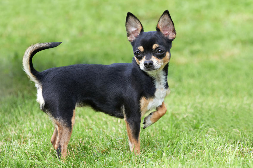 Ein wunderschöner kleiner Chihuahua mit großartig großen Ohren