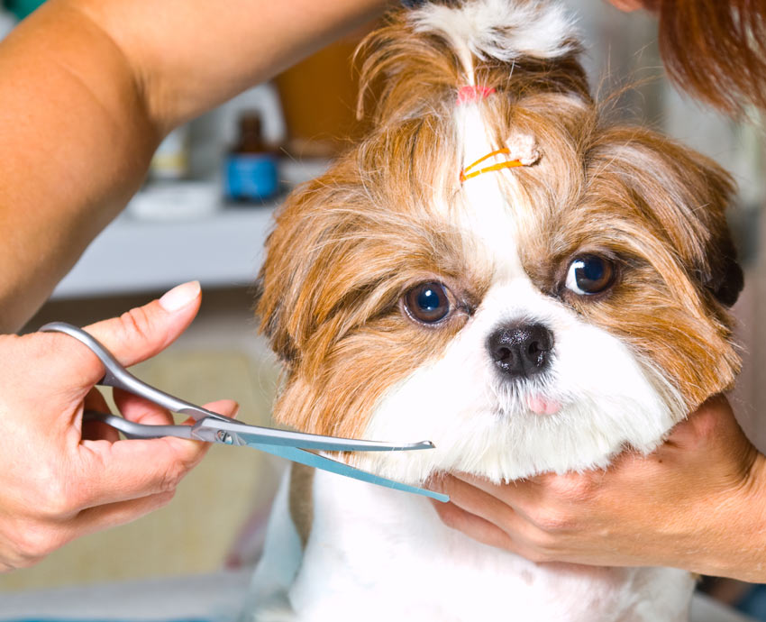 Ein wunderschöner kleiner Shih Tzu genießt die Fellpflege