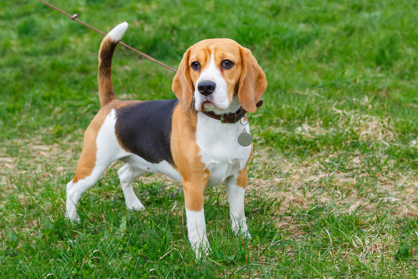 Ein wunderschöner reinrassiger Beagle