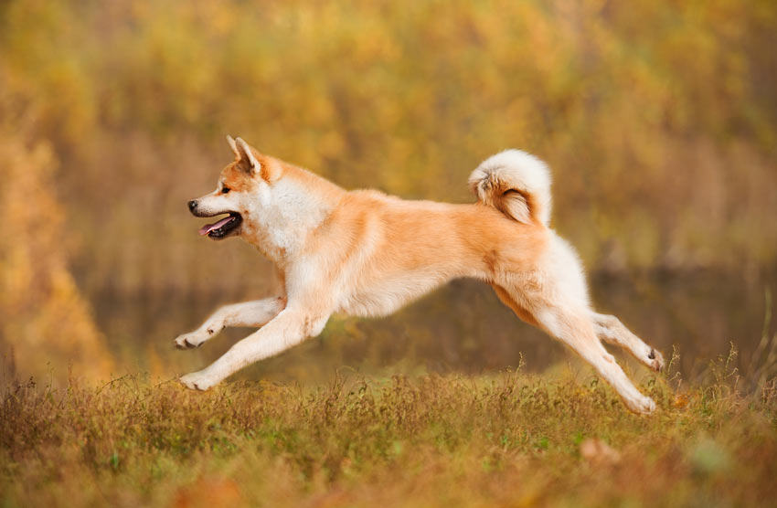 Ein wunderschöner reinrassiger Finnischer Spitz in vollem Lauf