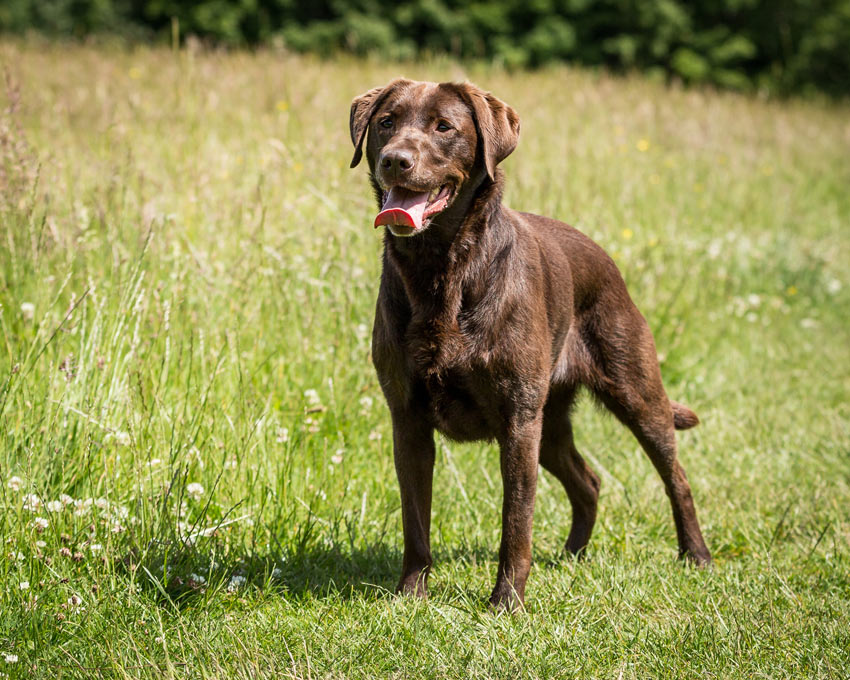 Ein wunderschöner, reinrassiger Labrador
