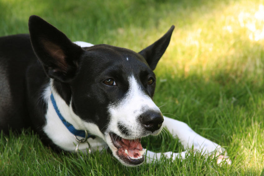 Ein wunderschöner junger, schwarz-weißer Hund, der an seinen Pfoten herum gekaut hat