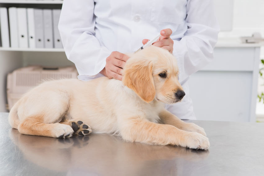 Ein junger Labrador Welpe wird beim Tierarzt geimpft 