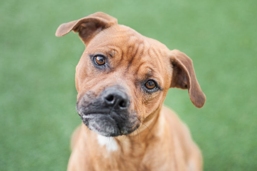 Ein junger Staffordshire Bullterrier schüttelt seinen Kopf