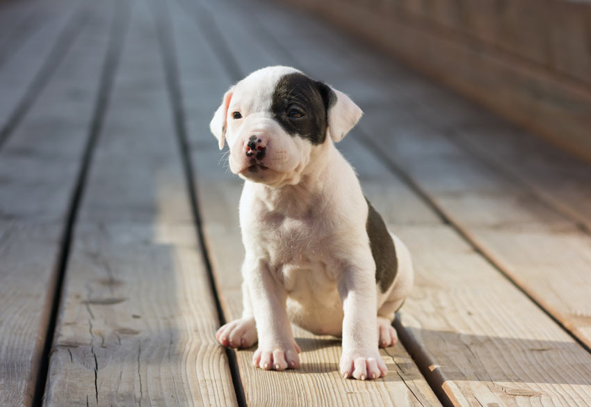 Ein junger sitzender Staffordshire Bullterrier