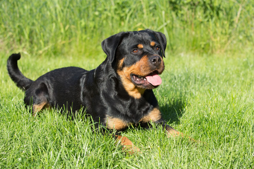 Ein junger, erwachsener Rottweiler liegt auf dem Gras
