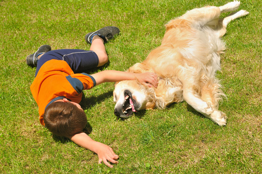Ein Junge, der mit seinem Golden Retriever im Gras herum rollt.
