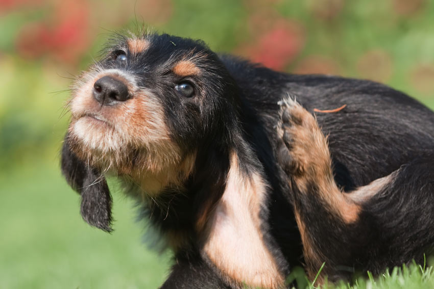 Ein junger Terrier mit drahtigem Fell kratz sich das Fell