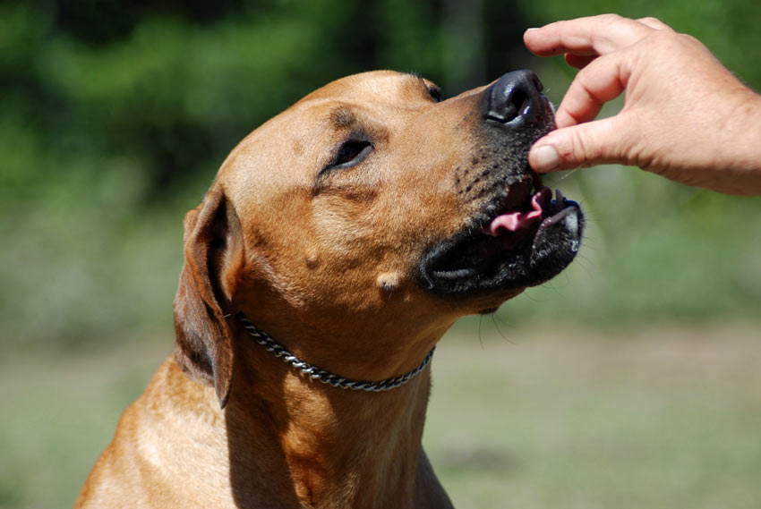 Belohnen Sie Ihren Hund immer, wenn er zu Ihnen zurückkommt