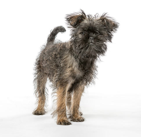 Ein Affenpinscher mit Rauhaarfell
