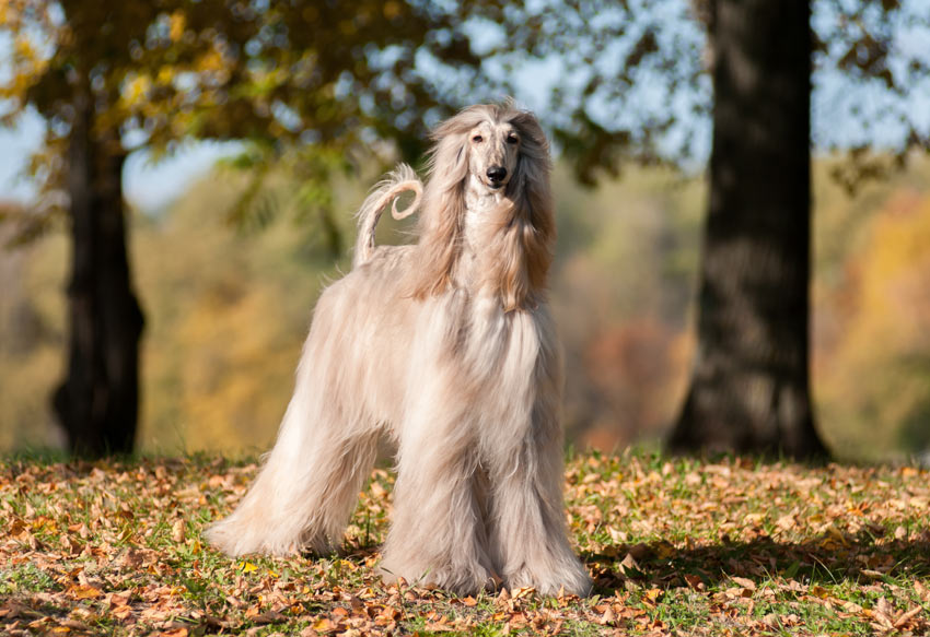 Ein Afghanischer Windhund mit unglaublich langem Fell 