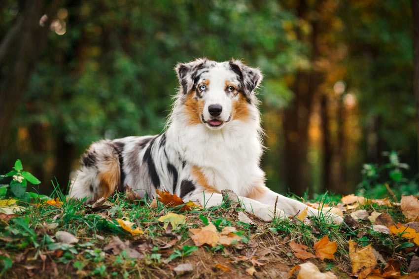 Ein Australian Shepherd mit dicker Unterwolle
