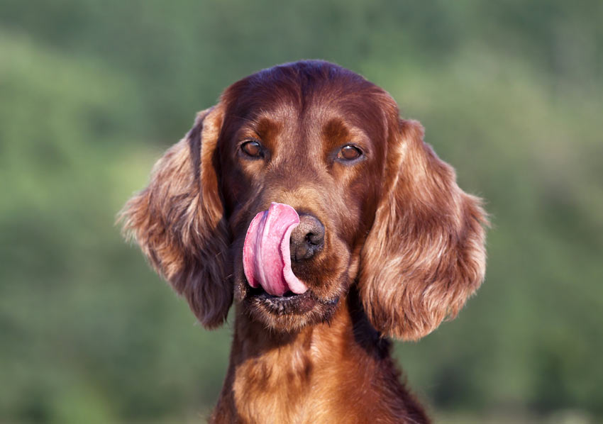 Ein Irish Setter leckt sich die Lippen