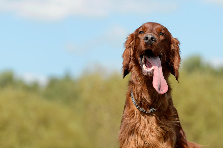 Ein Irish Setter lässt seine massive Zunge raushängen