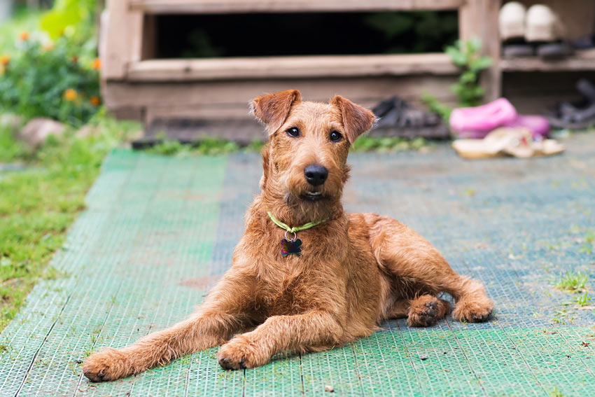 Ein Irish Terrier mit drahtigem Fell