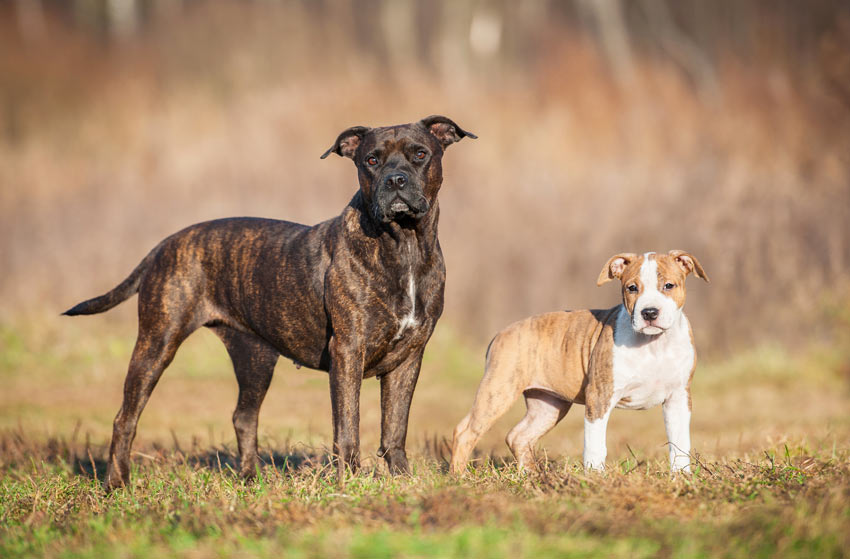 Ein ausgewachsener Stafordshire Bull Terrier neben ihrem Welpen