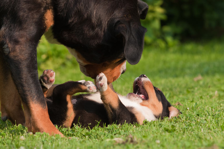 Ein ausgewachsener Hund spielt mit seinem wunderschönen Welpen