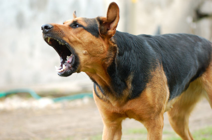 Ein aggressiver Hund wird in Selbstverteidigung beißen, wenn er herausgefordert wird