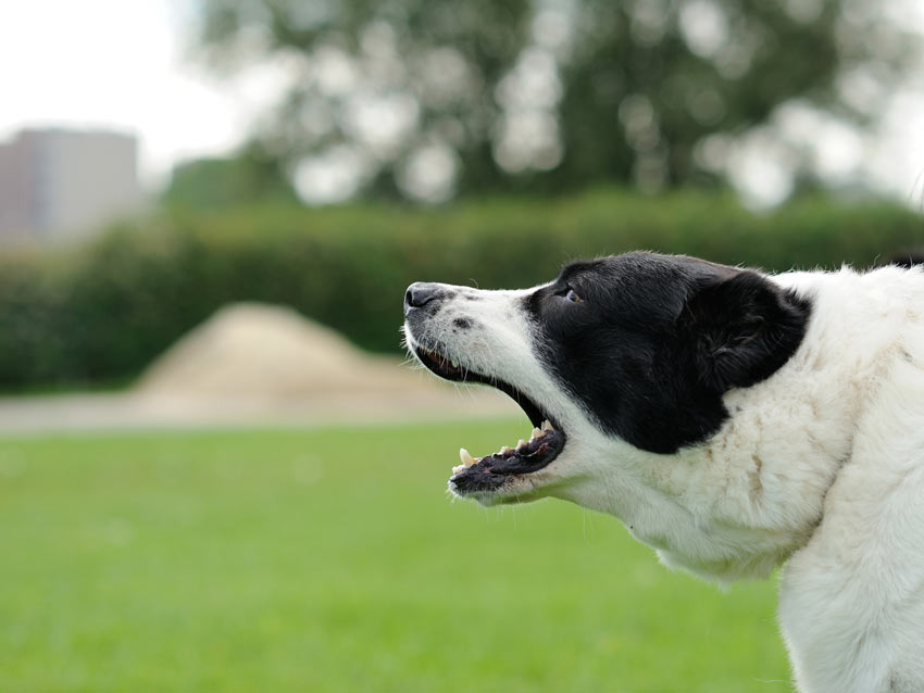 Ein aggressiver schwarz-weißer, erwachsener Hund bellt