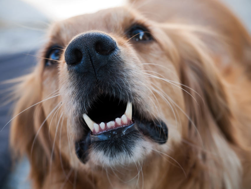 Ein aufgebrachter Golden Retriever bellt einen anderen Hund an 