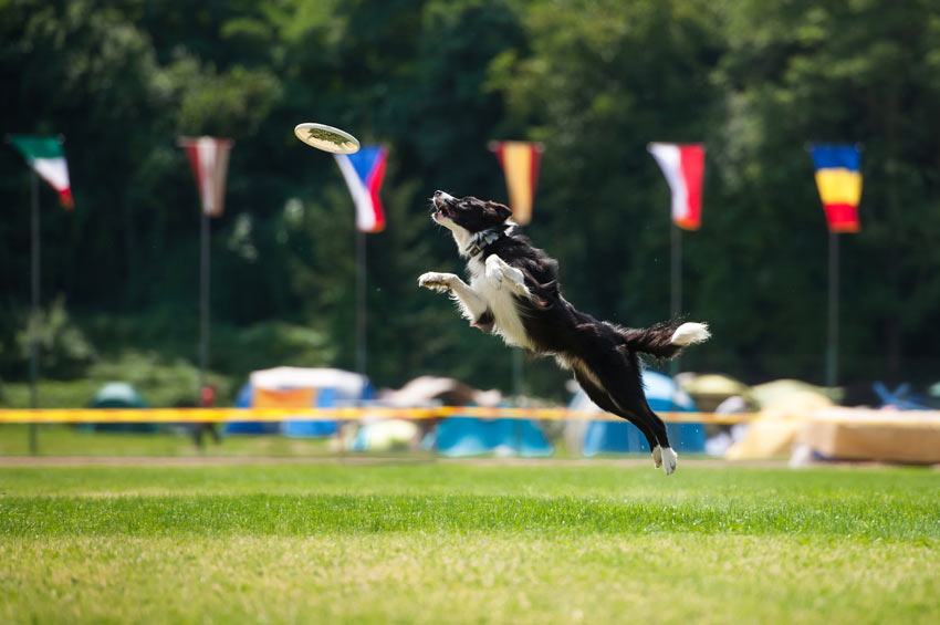 Ein athletischer Border Collie bei einem Hundewettbewerb