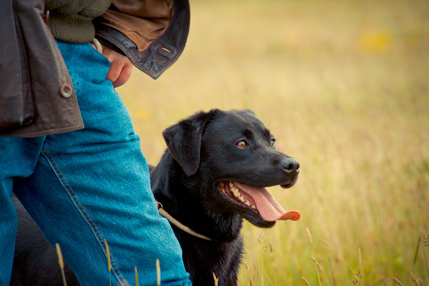 Ein gehorsamer schwarzer Labrador sitzt neben seinem Besitzer 