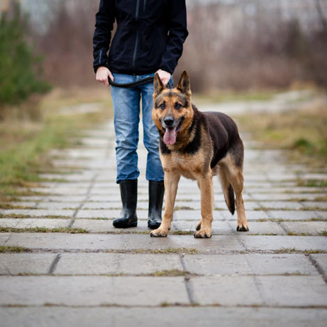 Ein gehorsamer Deutscher Schäferhund an der Leine 