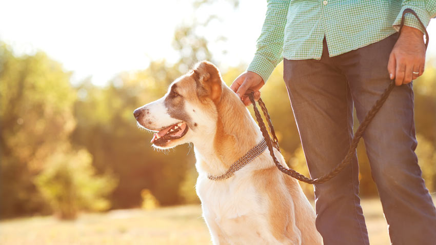 Ein gehorsamer Hund sitzt neben seinem Besitzer