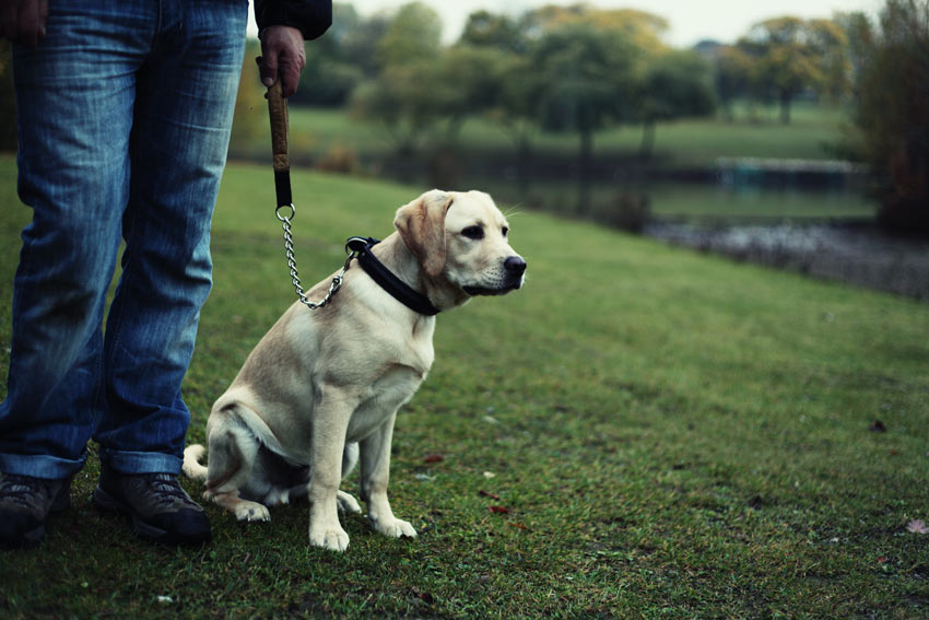 Beginnen Sie mit Ihrem Hund an der Leine