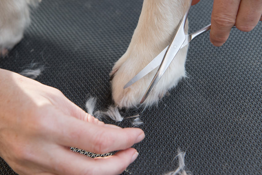 Wie Sie die Pfoten Ihres Hundes pflegen