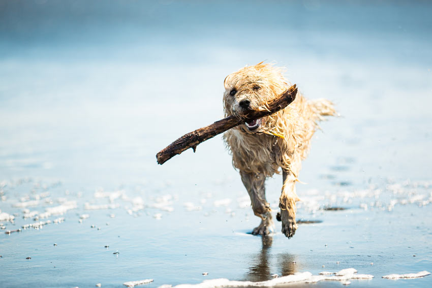 Es ist ziemlich schwierig einem erwachsenen Hund zu viel Bewegung zu geben