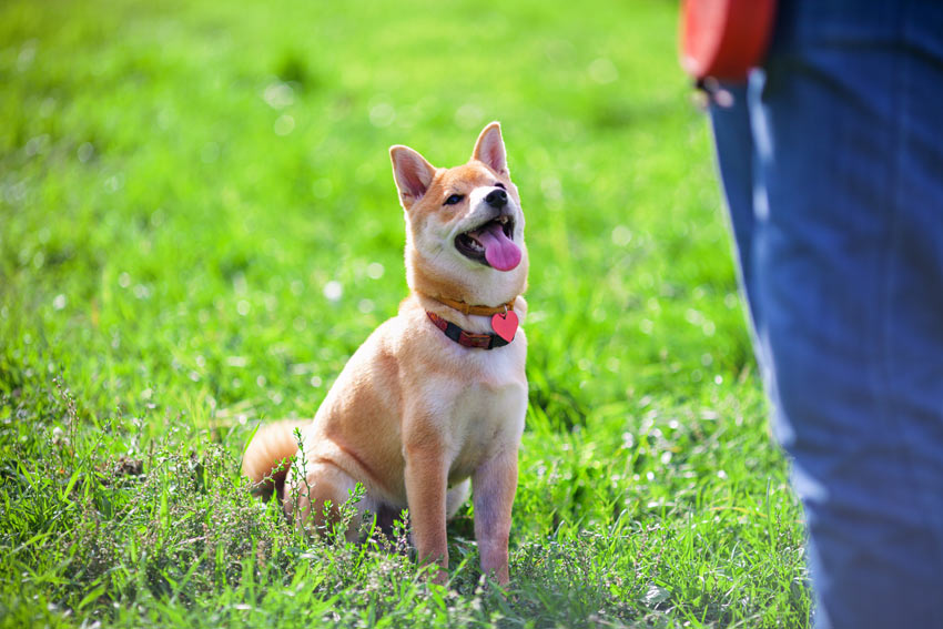 Einem Hund wird das Kommando ‘Sitz’ beigebracht’