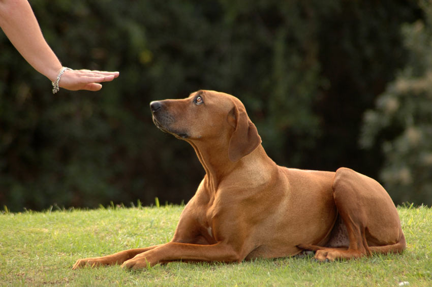 Einen Hund darin zu trainieren, zu bleiben