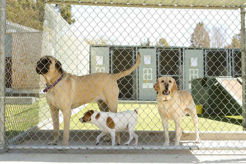 Drei Hunde sind fürs Wochenende in einer Hundepension