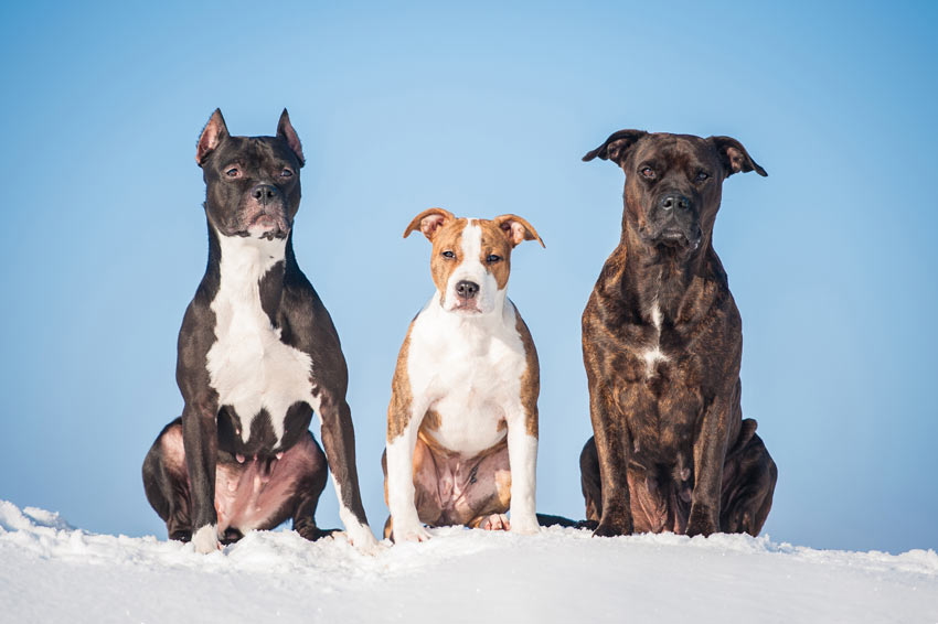 Drei prachtvolle Bull Terrier sitzen nebeneinander 