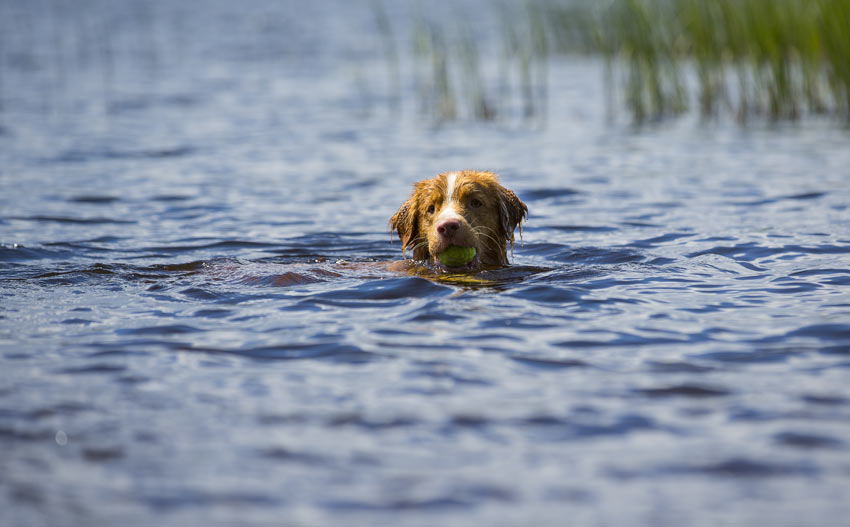 Einen Tennisball ins Wasser zu werfen ermutigt einen Hund weiter zu schwimmen