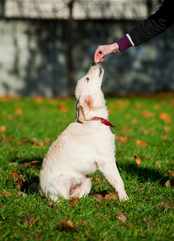 Einem Hund das Sitzen beibringen