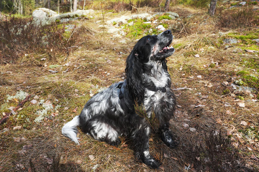 Einen Hund zu trainieren wird der Gesundheit Ihres Hundes guttun