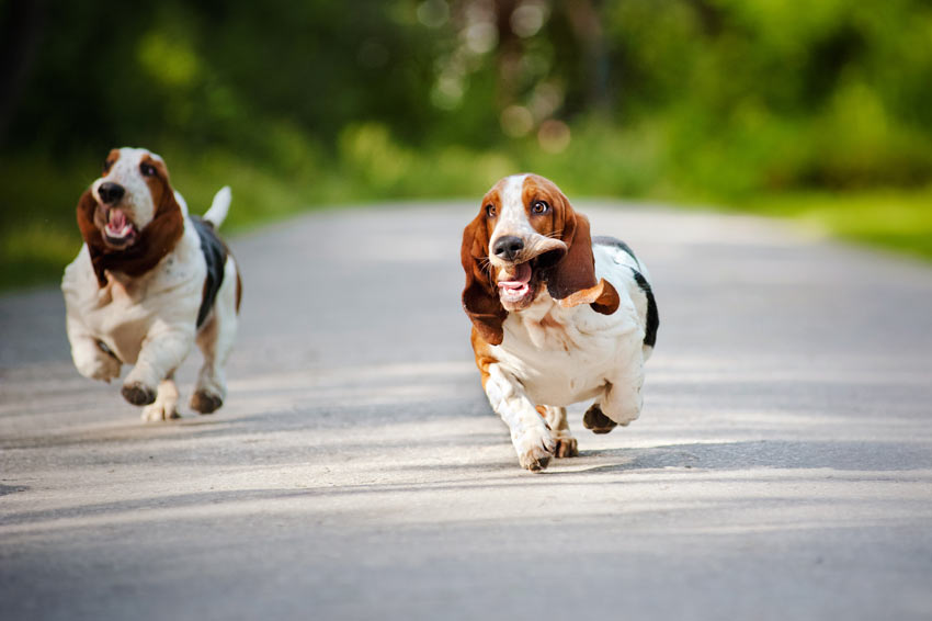 Zwei Basset Hounds rennen eine Straße entlang