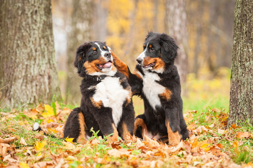 Zwei Berner Sennenhunde spielen miteinander