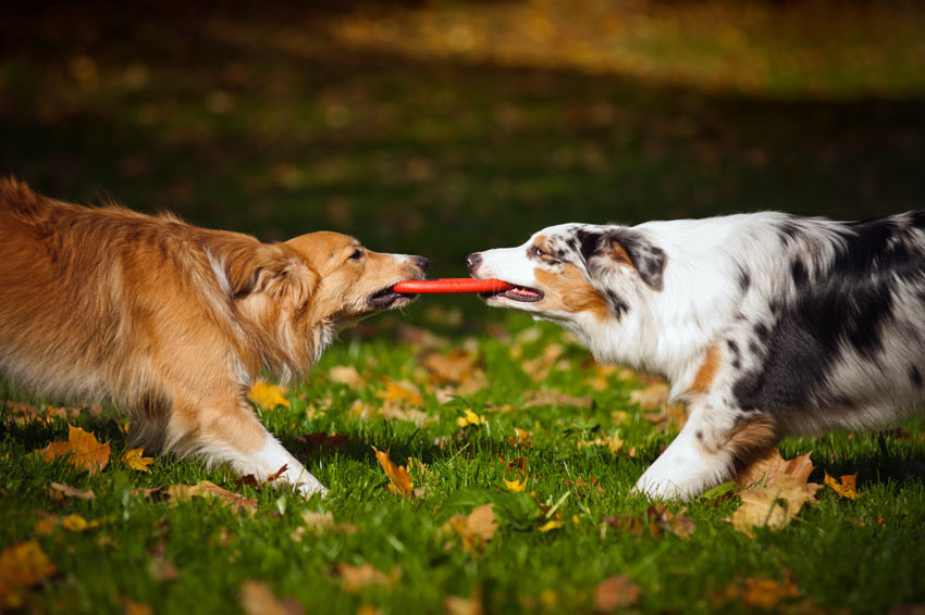 Zwei Hunde spielen Tauziehen