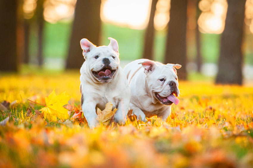 Zwei Englische Bulldoggen spielen draußen