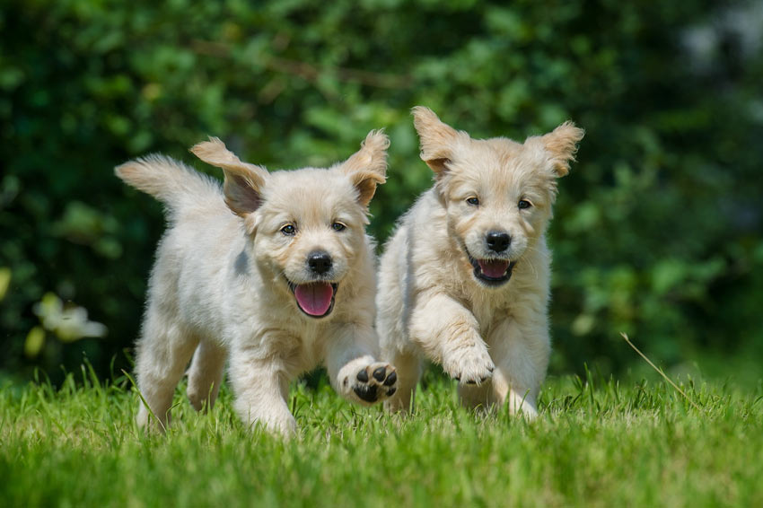Zwei Golden Retriever Welpen spielen im Garten